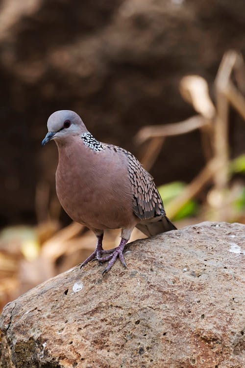 Free A Spotted Dove on a Rock Stock Photo