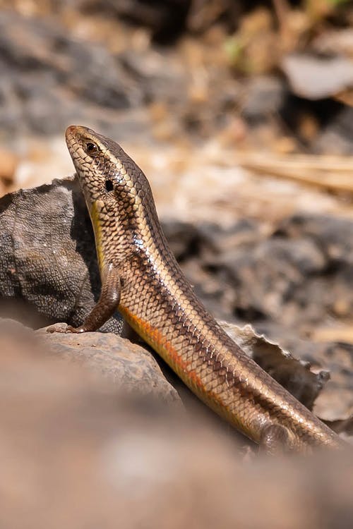 도마뱀, 수직 쐈어, 유트로피스 카리나타의 무료 스톡 사진