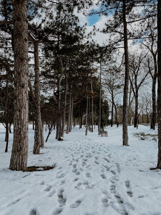 A Brown Trees on a Snow Covered Ground