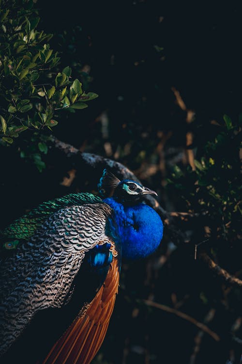 Free Blue and Brown Peacock on Tree Branch Stock Photo
