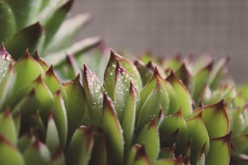 Free Closeup of dense leaves of Sempervivum plant covered with water drops forming rosettes arranged close to each other against gray wall Stock Photo