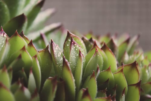 Gratis Fotos de stock gratuitas de agricultura, agua, arreglo Foto de stock