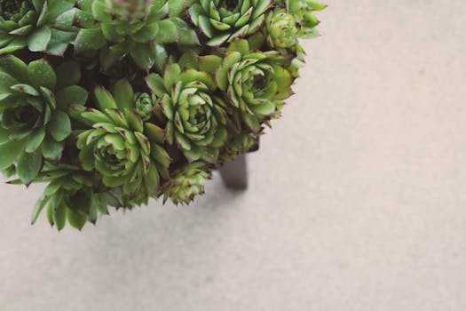 Hen-And-Chicks Succulents image