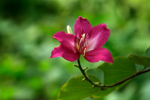 Kostenloses Stock Foto zu blühen, blume, blüte