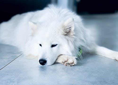 Bezpłatne Darmowe zdjęcie z galerii z fotografia zwierzęcia, pies, podłoga Zdjęcie z galerii