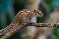 Brown Squirrel on Brown Tree Branch