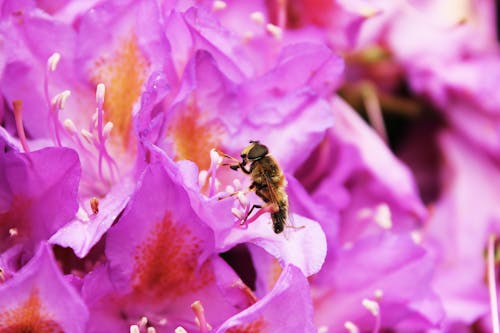 Free stock photo of bee, bugs, floral