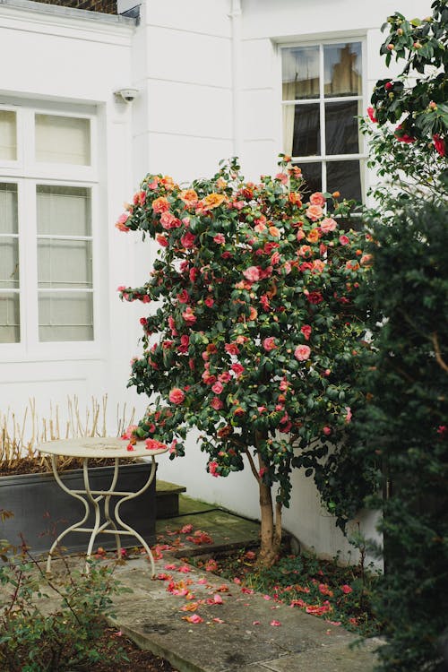 Безкоштовне стокове фото на тему «gardenia, Windows, білий»