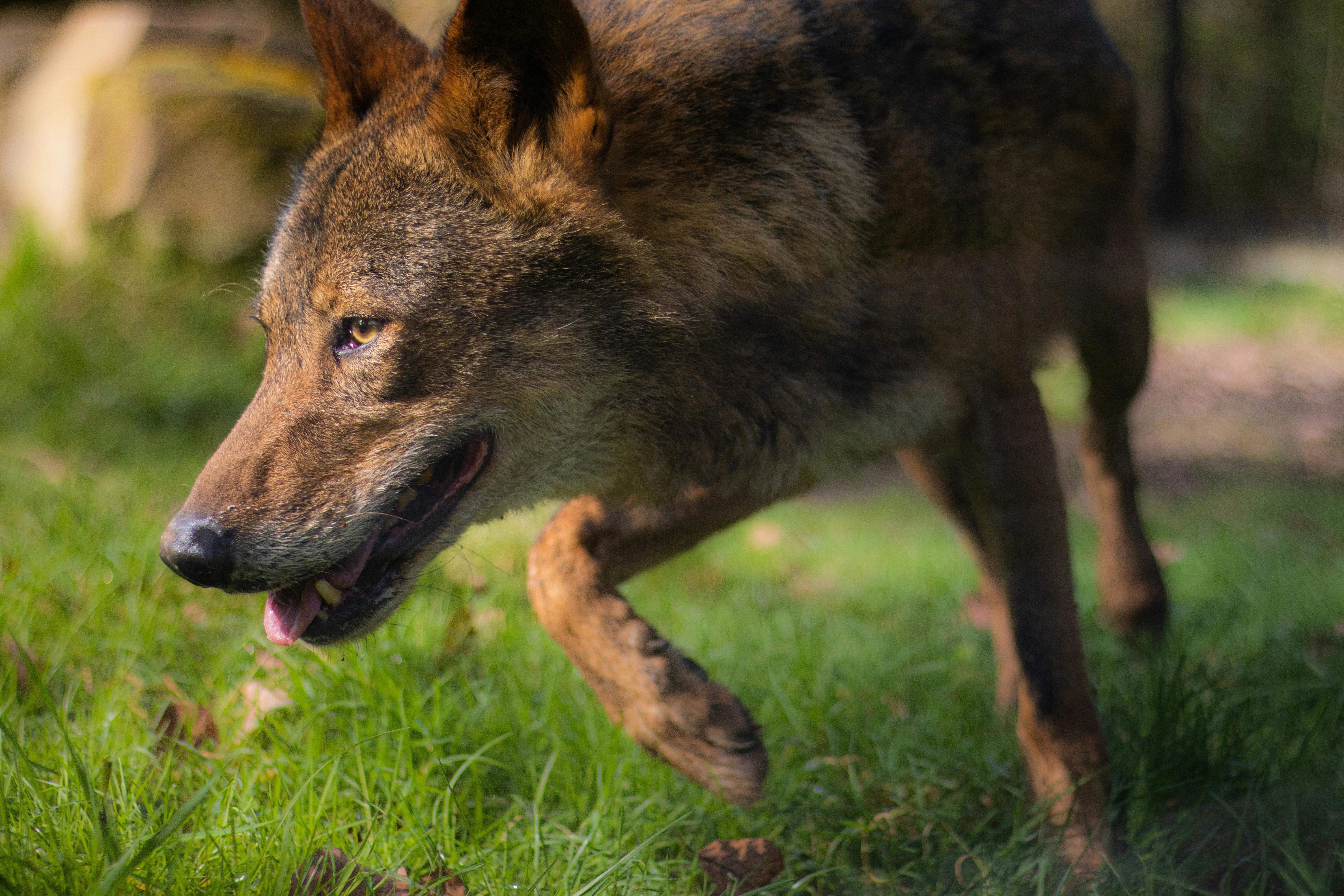 Captivating close-up of a European wolf stealthily stalking prey in its natural forest habitat.