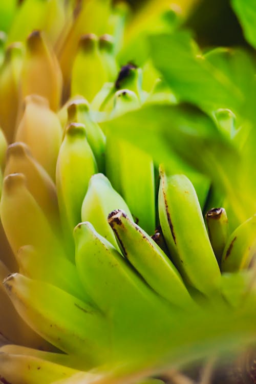 Free stock photo of banana, banana bread, banana leaf