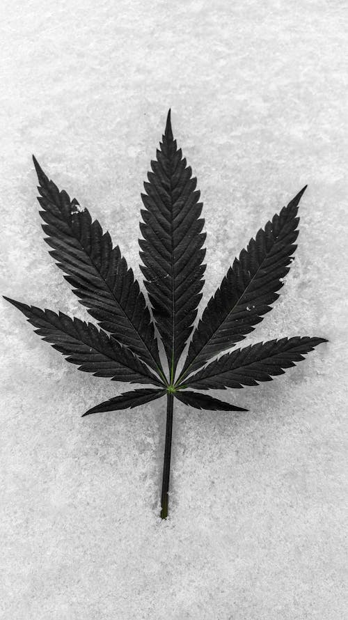 加拿大, 合法大麻, 大麻 的 免费素材图片