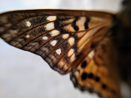 Free stock photo of butterfly, delicate, fly Stock Photo