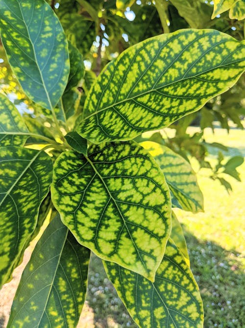 Free stock photo of avocado, green, leaves