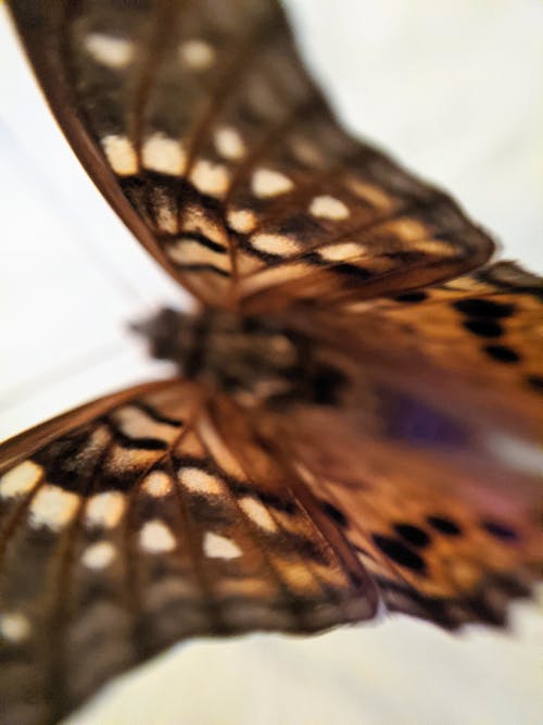 Free stock photo of butterfly, delicate, fly
