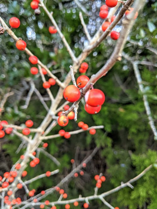 Free stock photo of berries, healthy, macro