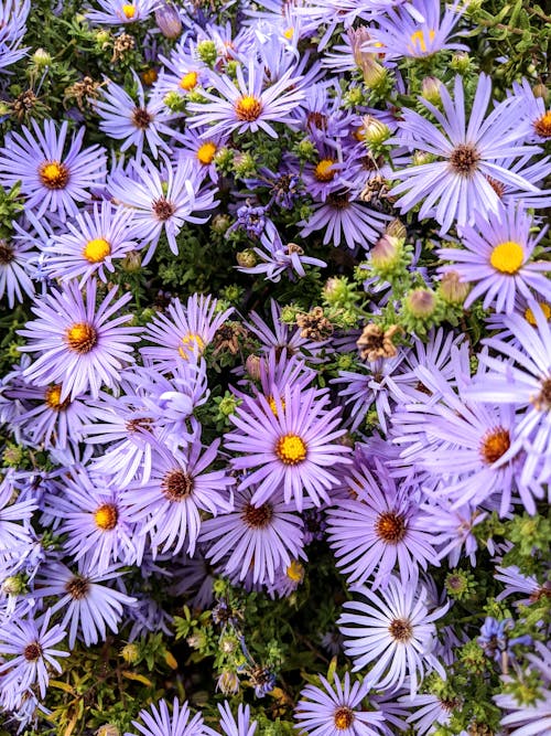 Close Up Photo of Purple Flowers