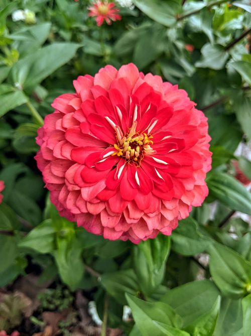 Free Close-up of a vivid red zinnia flower showcasing its intricate petal patterns and natural beauty. Stock Photo