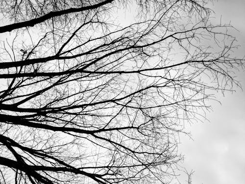 Grayscale Photo of Leafless Tree