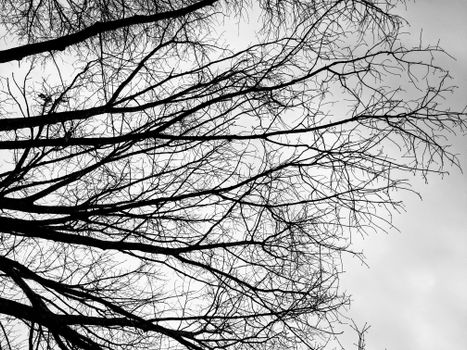Silhouette of bare tree branches against a gloomy winter sky, creating a stark, dramatic scene.