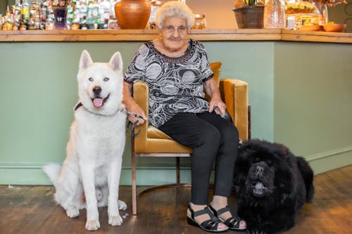 Free nanny and dogs Stock Photo