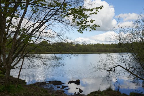 Green trees around small loch under blue sky in a sunny day