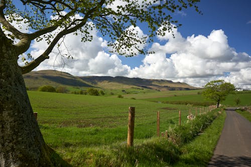 Immagine gratuita di albero, azienda agricola, campagna