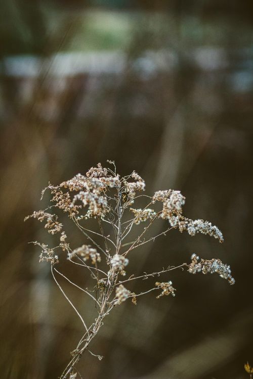 Free Serene autumn close-up of a dry wildflower in a Cincinnati field. Stock Photo
