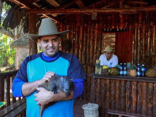 Free Man in hat holding capybara at rustic outdoor bar with fruits. Stock Photo