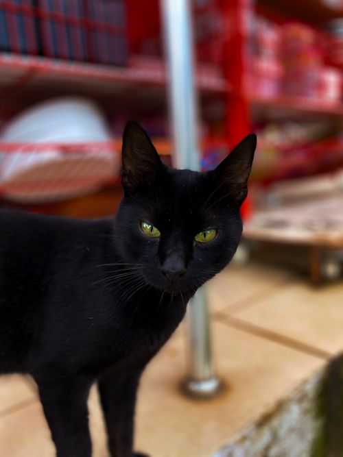 Free stock photo of animal, black, black cat Stock Photo