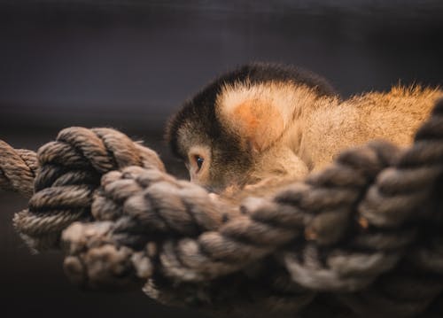 Baby Monkey on Brown Rope
