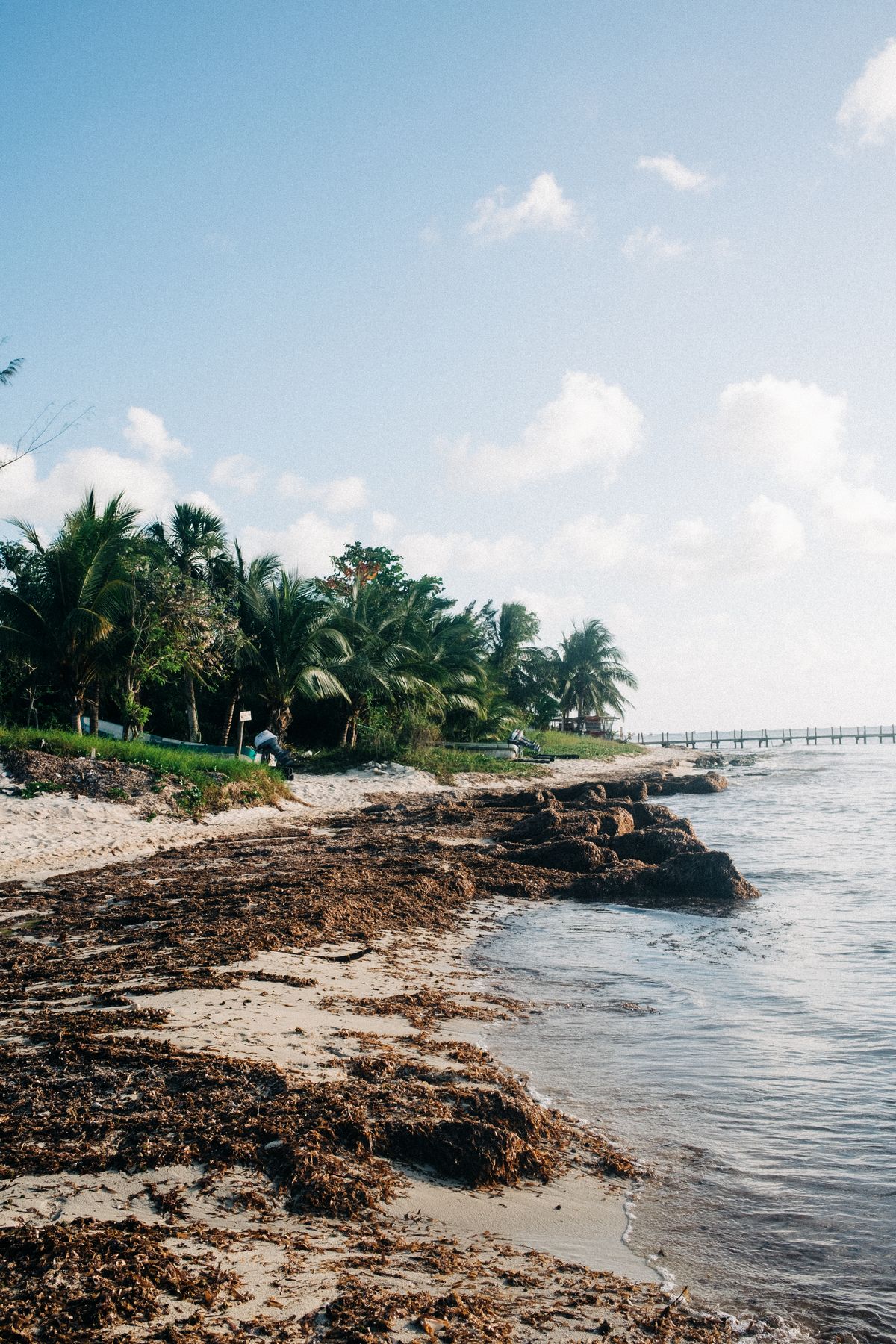 Serene tropical beach with palm trees and clear skies in San Miguel de Cozumel, Mexico.