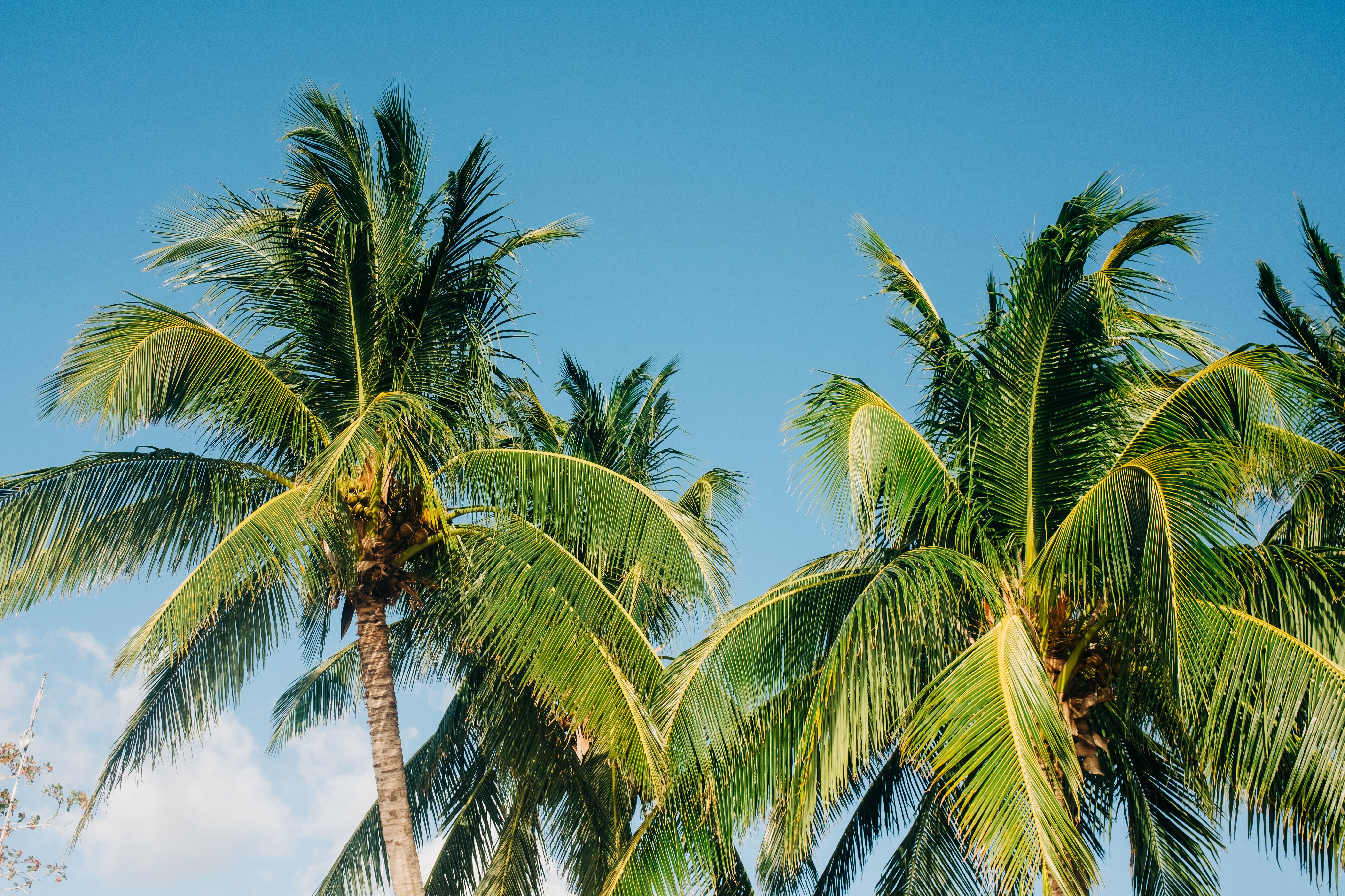 Low angle view of lush palm trees with coconut fronds against a clear blue sky.