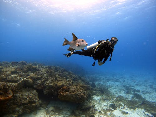 Free Scuba Diver Swimming with Fish Stock Photo