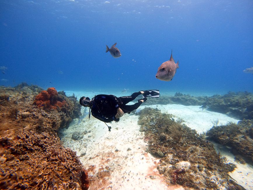 11. Moutohora Island (Whale Island): A Sanctuary for Wildlife 11. Moutohora Island (Whale Island): A Sanctuary for Wildlife