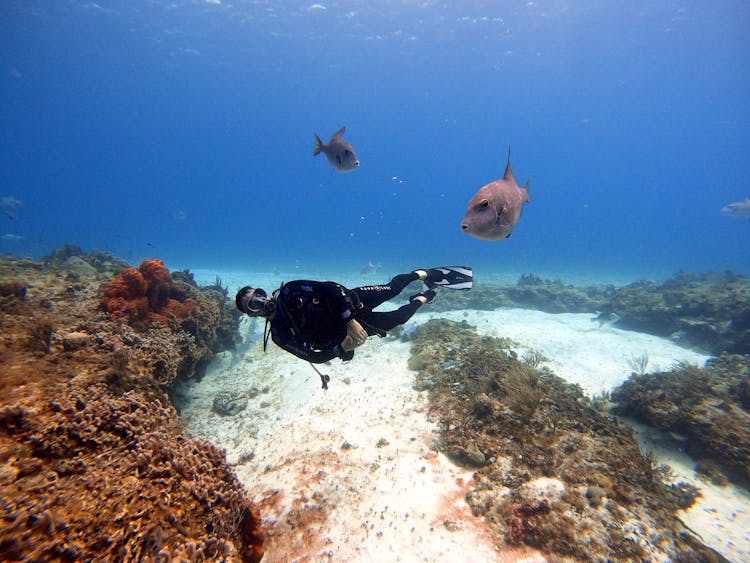 Scuba Diver Swimming With Fish Underwater