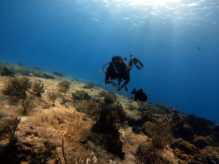 Scuba Diver Swimming With Fish Underwater