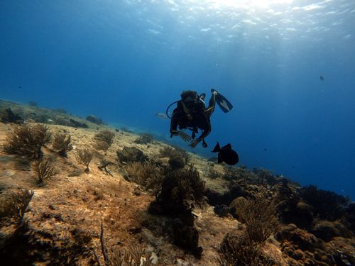 Free Scuba diver exploring the vibrant marine life and coral reefs of Cozumel, Mexico. Stock Photo