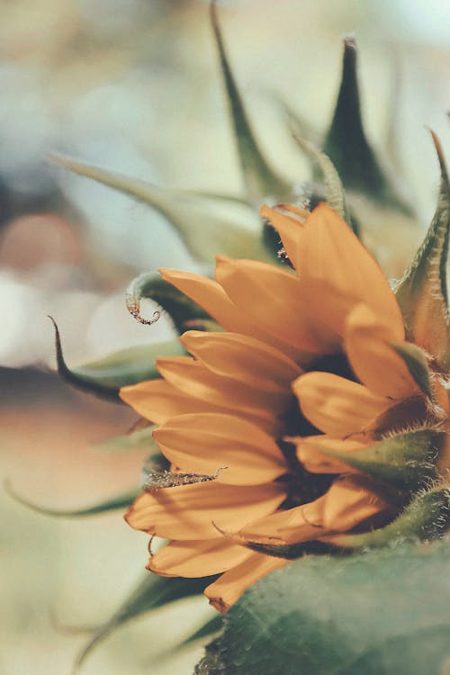 Close-up of a Sunflower 