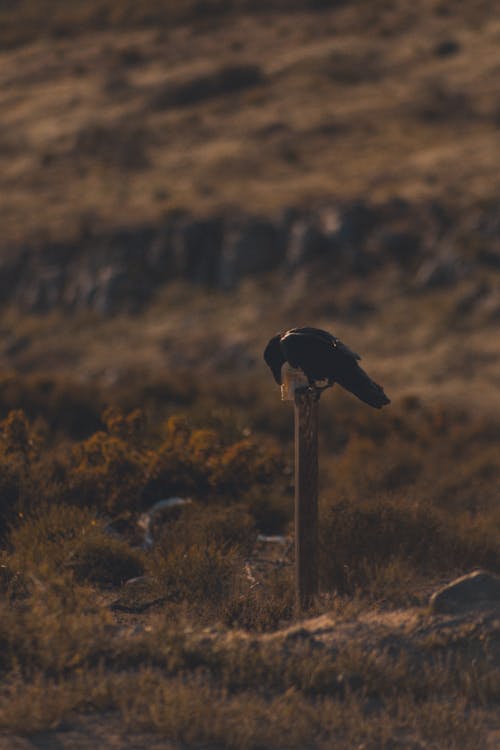 Free Photograph of a Crow on a Wooden Post Stock Photo