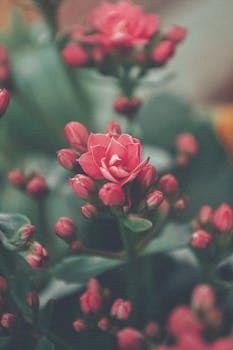 Delicate pink Kalanchoe flowers and buds in a close-up vertical shot.