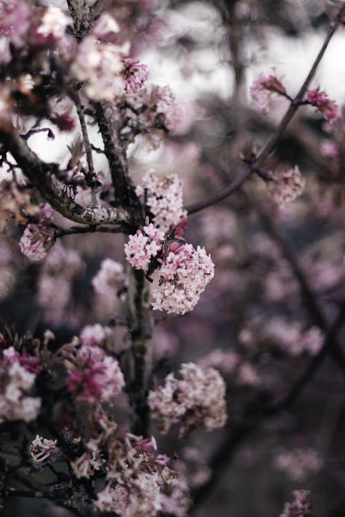 Fotos de stock gratuitas de al aire libre, árbol, cerezos en flor