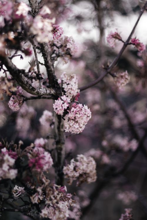 Free Beautiful close-up of blooming cherry blossoms in springtime. Stock Photo