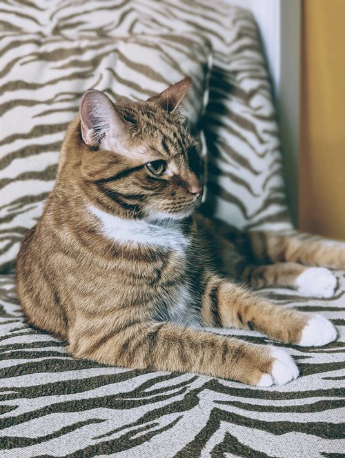 Free A domestic tabby cat relaxing on a zebra-patterned sofa indoors. Warm lighting enhances its fur. Stock Photo