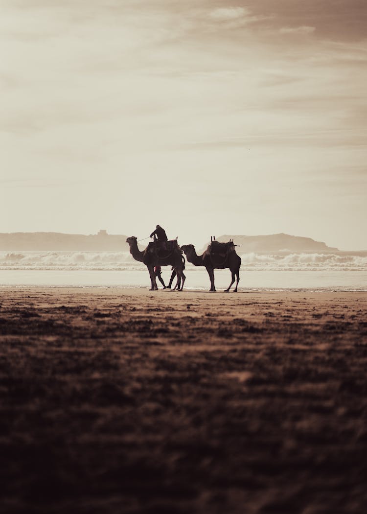 Man Riding Camels On Desert