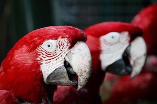 Red Parrots in Close Up Photography
