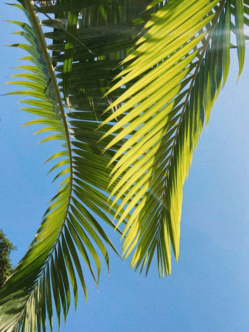 Free Close-up of lush green palm leaves with a clear blue sky background captured in Brazil. Stock Photo