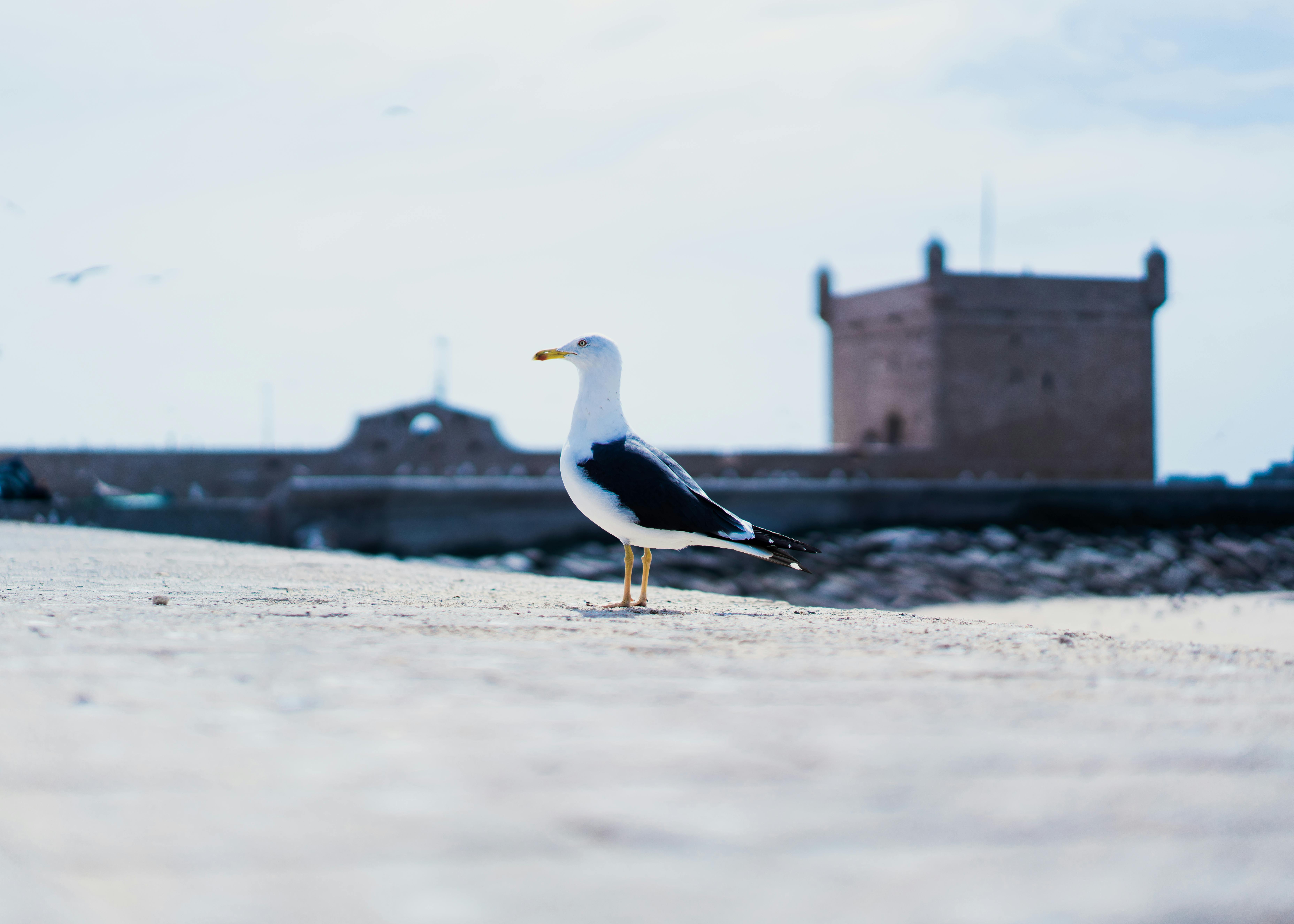 First Time in Essaouira? Everything You Need to Know