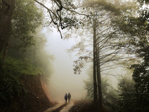 Back View of a Couple Walking in a Foggy Forest 