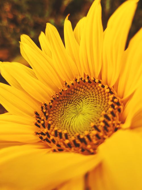 Free Detailed macro shot of a sunflower bloom highlighting bright yellow petals and pollen. Stock Photo