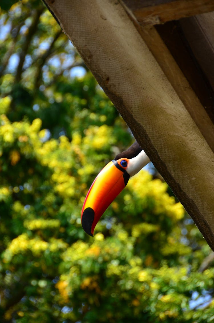 Photograph Of A Toucan Bird